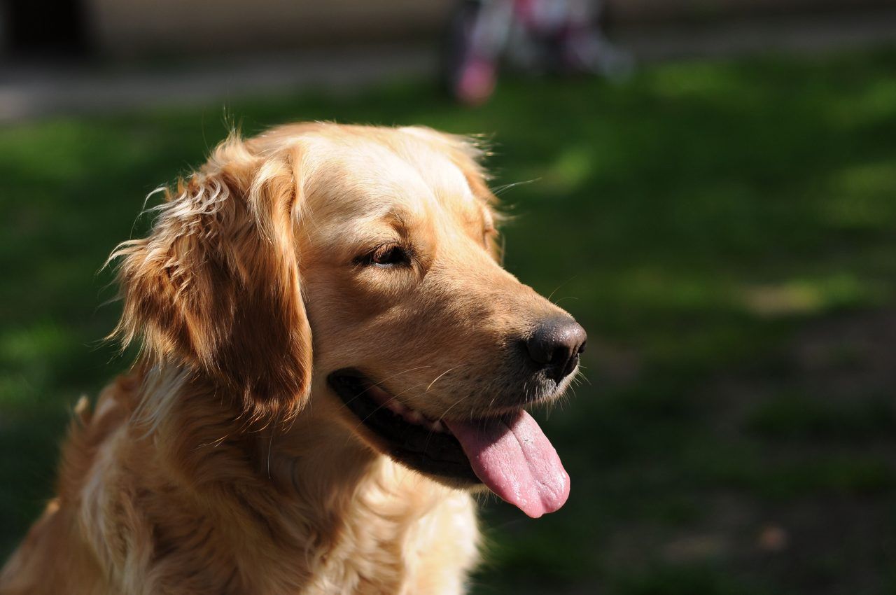 La ansiedad en los perros